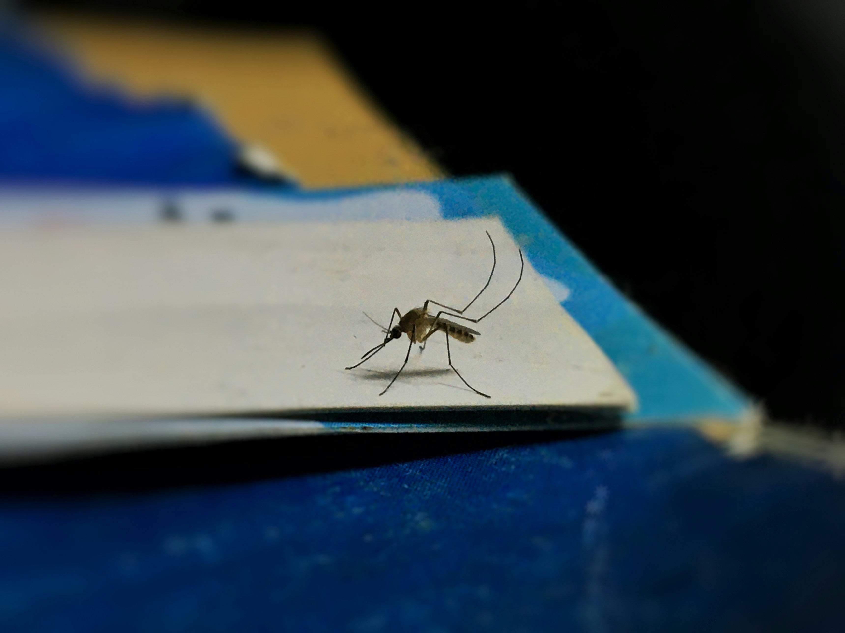 Will Coffee Grounds Keep Mosquitoes Away