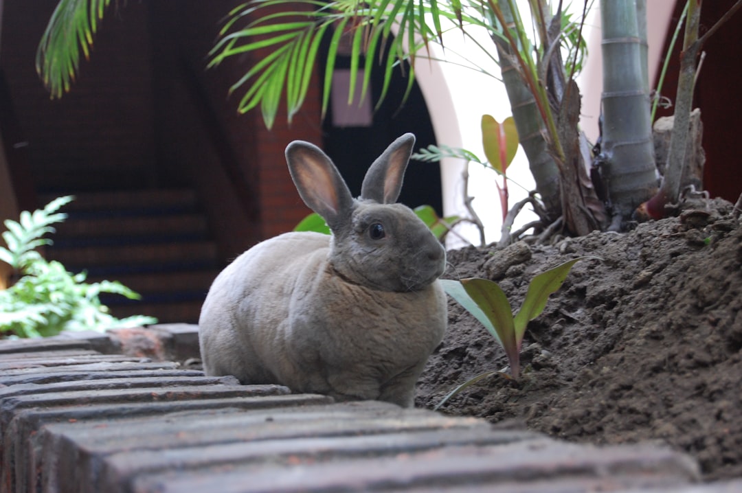 Will Coffee Grounds Keep Rabbits Away